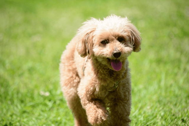 2025年に飼いたい人気＆注目の犬種を徹底調査、解説 ！